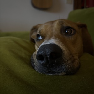 Team Page: Wetnose Protection Program